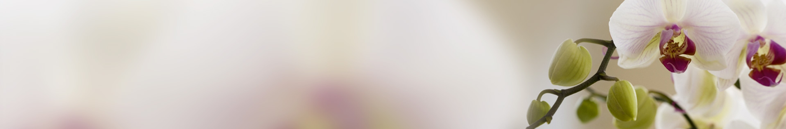 Header